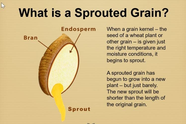 Sprouted grains: Are we any closer to a workable definition?