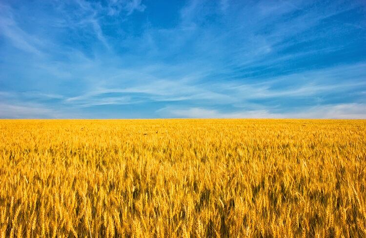 ukraine-flag-wheat-alzay.jpg