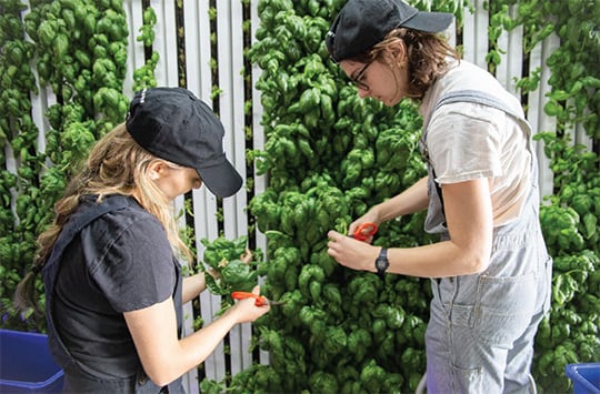 SquareRoots_farmers.jpg