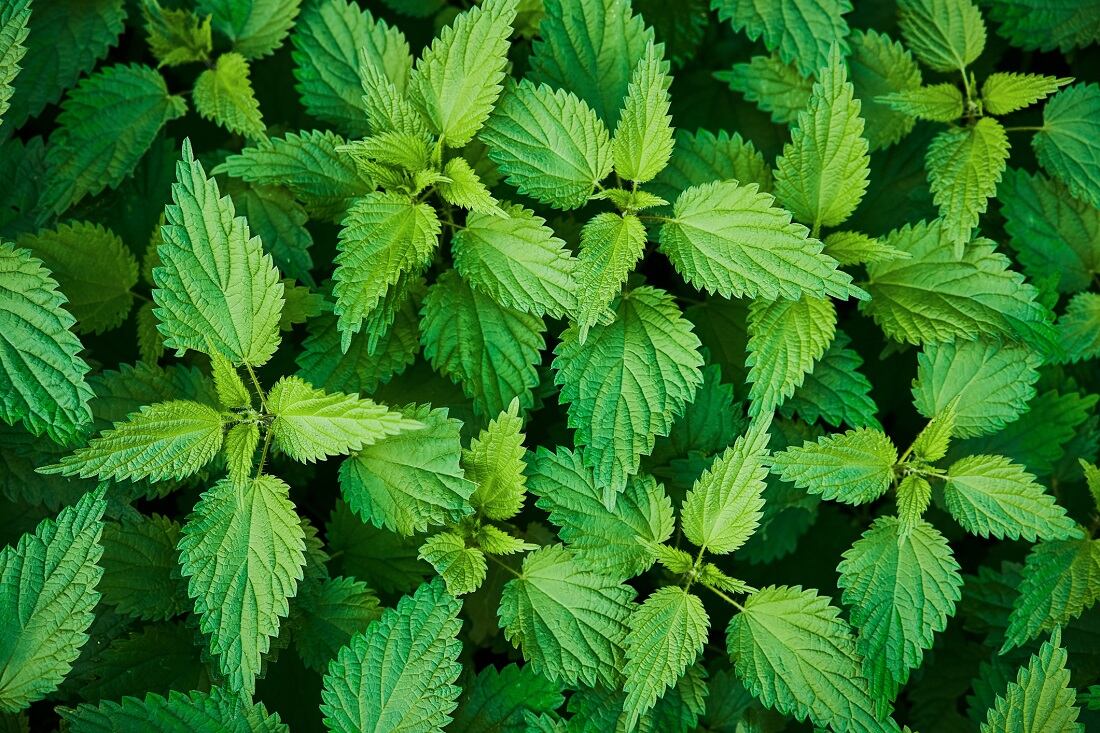Research explores potential of nettle as a functional food