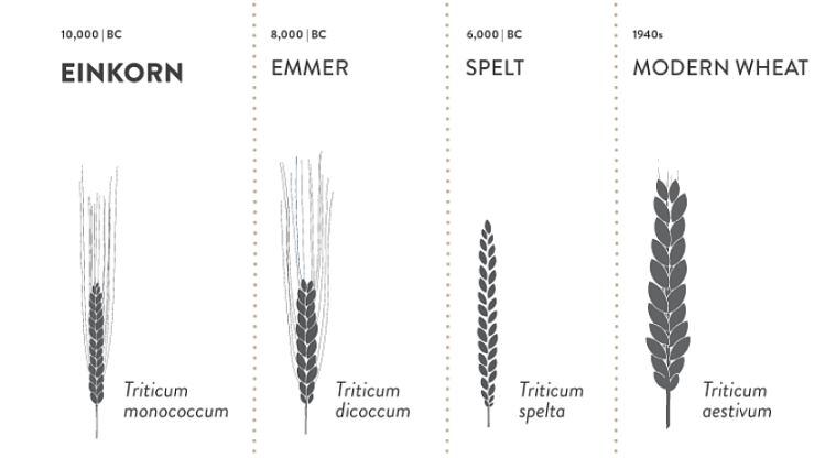 Revival-Einkorn-chart.jpg