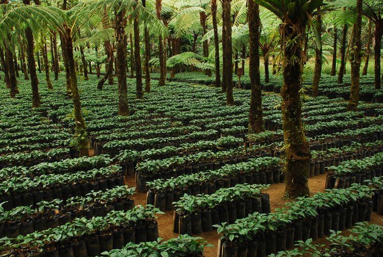 GUEST ARTICLE: We must redesign farm systems to enhance biodiversity and store carbon in the biomass and soil