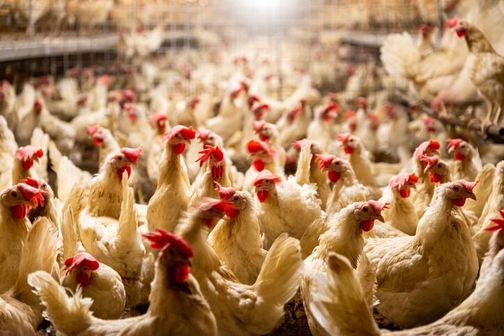 Threats mount against nearly-finalized proposed update to organic animal welfare standards