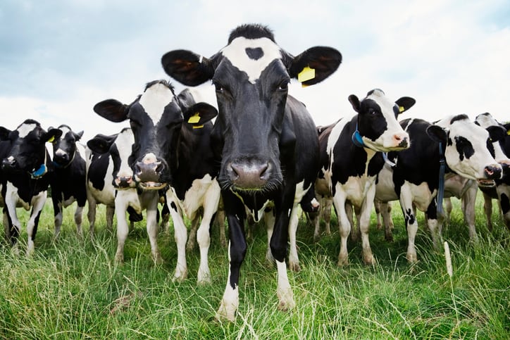 Methane-reduction-an-opportunity-for-beef-industry-to-be-part-of-climate-change-solution-JBS-conference-hears.jpg