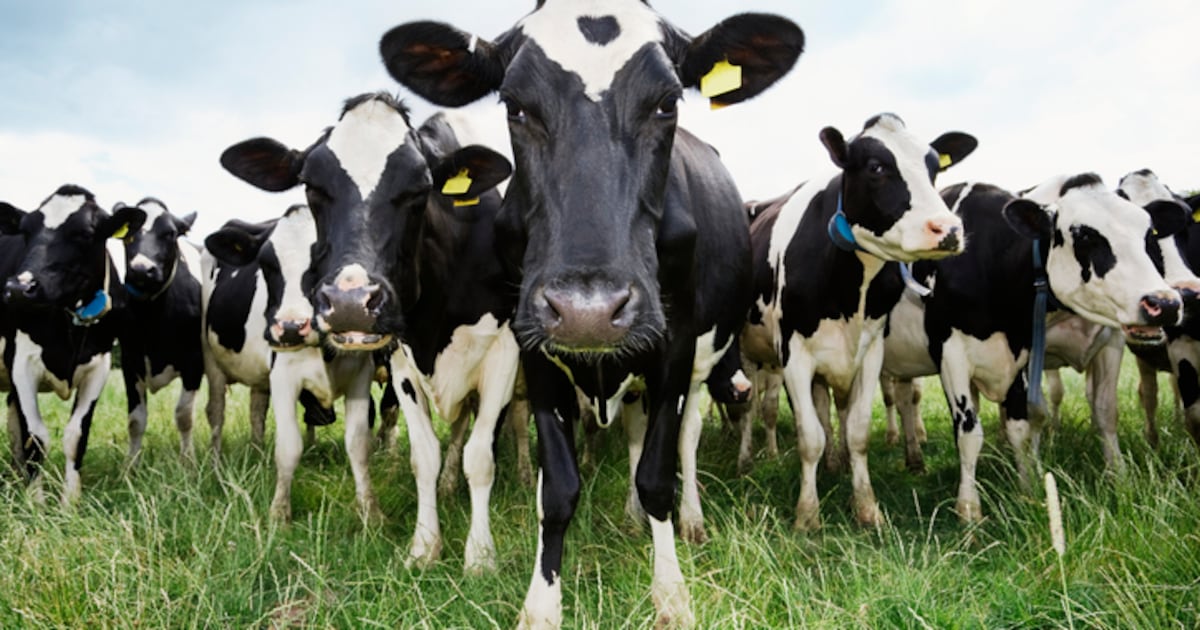 Danone takes lead on dairy methane reduction through new partnership