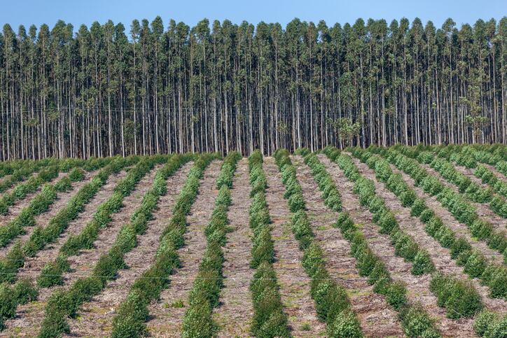 To offset or inset? Carbon offset market insists it can provide ‘transparency and integrity’ as food firms look to supply chain solutions   