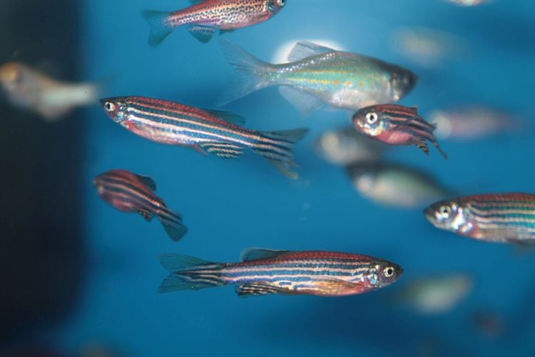 Lean fish have advantages over meat and poultry for cell-cultured protein production, claims nonprofit