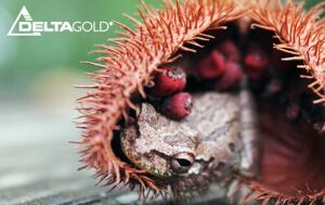 Deltagold-annatto.jpg