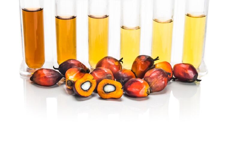 palm-oil-ThamKC.jpg