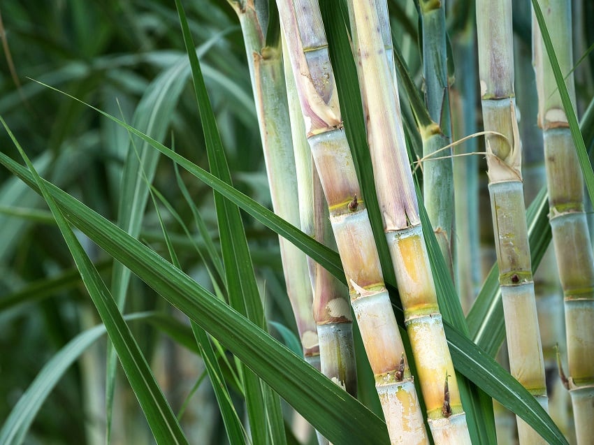 sugarcane.jpg