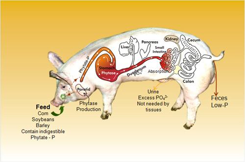 Enviropig.jpg