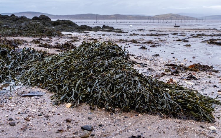 algae-beach-Jozef-Durok.jpg
