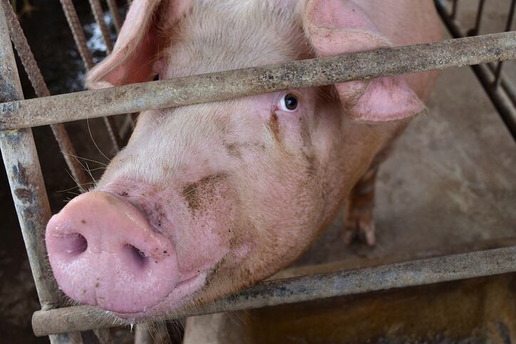 Higher organic animal welfare standards one step closer after court sides with Organic Trade Association