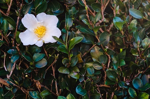 Camellia-oleifera.jpg