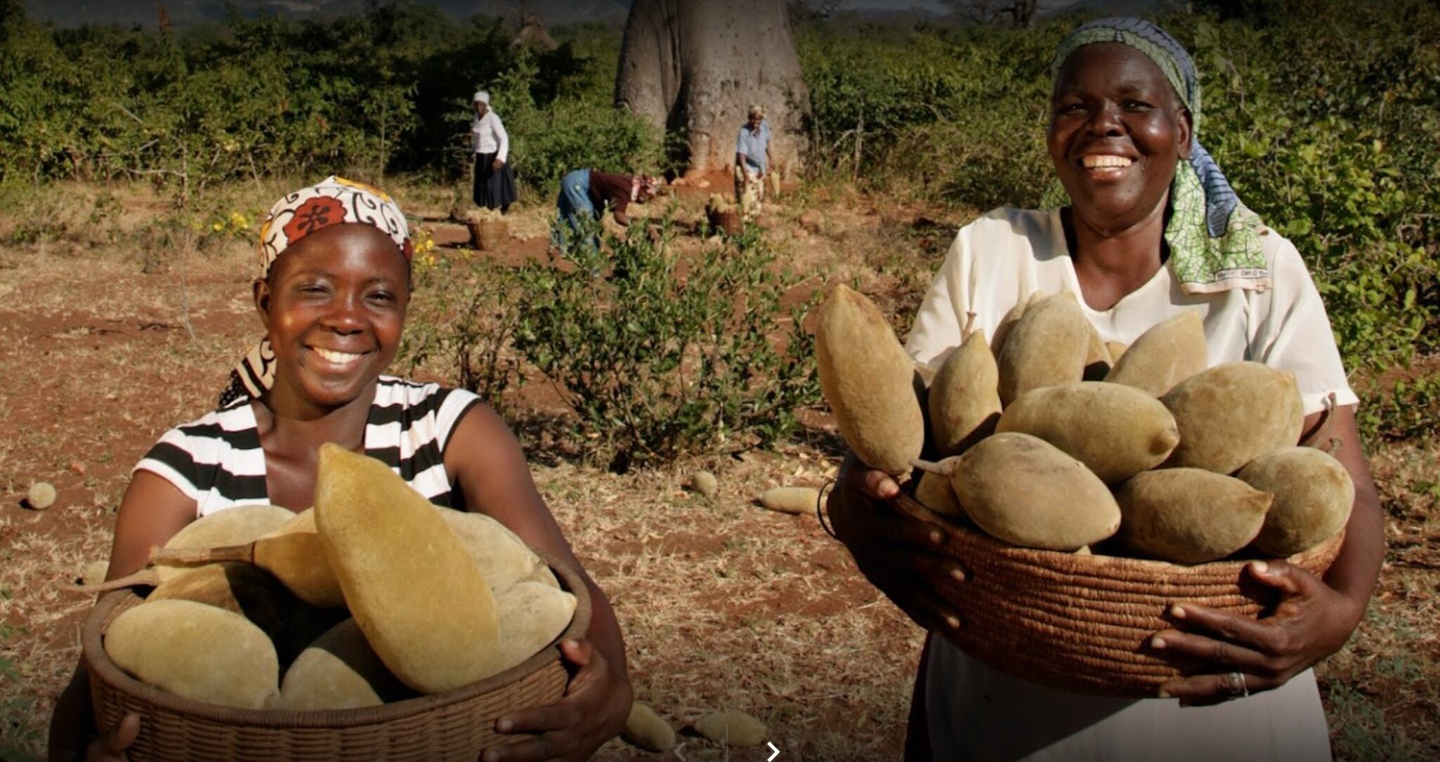 baobab.jpg