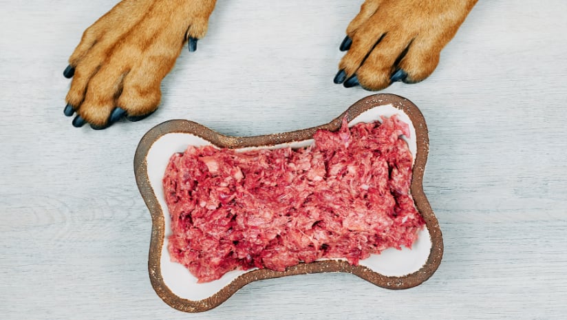 Alternative proteins and sustainability drivers in pet food