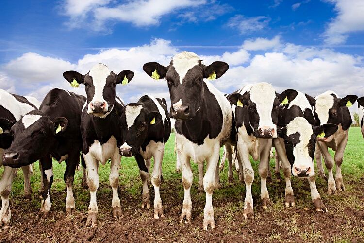‘Traumatic and devastating’: Organic farmers cope with fallout from Danone exit