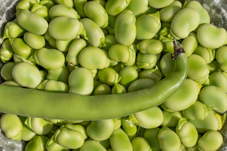 faba-bean-Ulrike-Leone.jpg