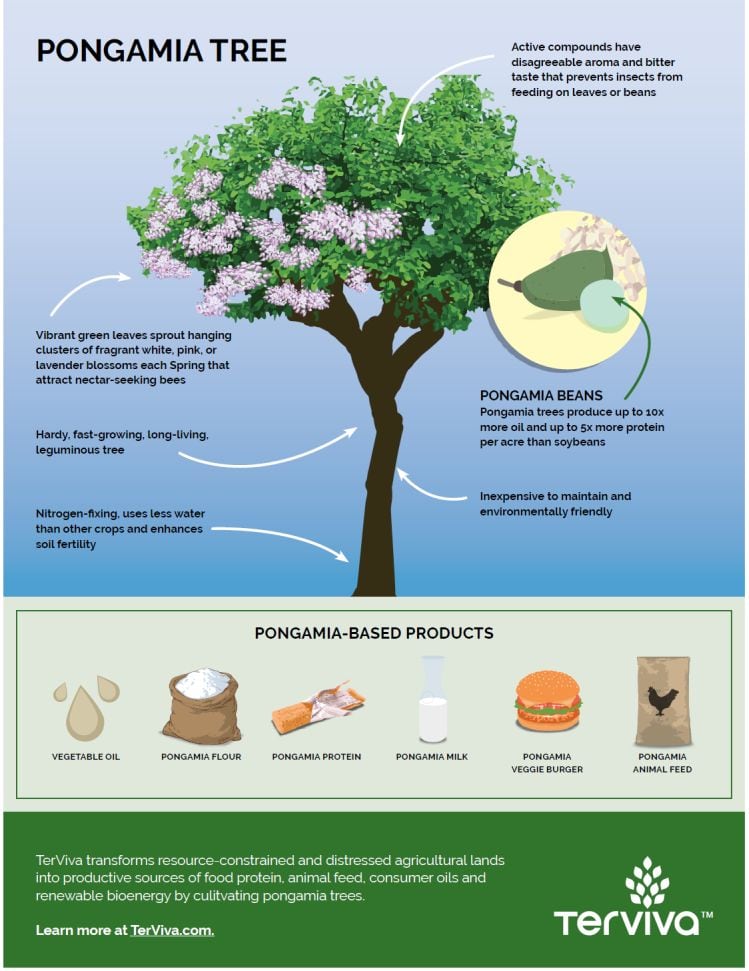 pongamia-tree-2019.jpg