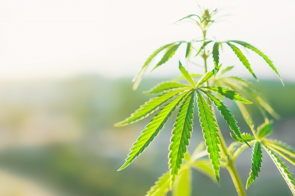 FDA sends warning letter to CBD firm over coronavirus claims