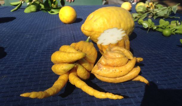 lemons.jpg