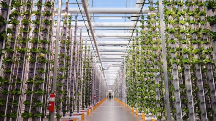 Eden Green’s herb program provides a cost-effective solution to international imports