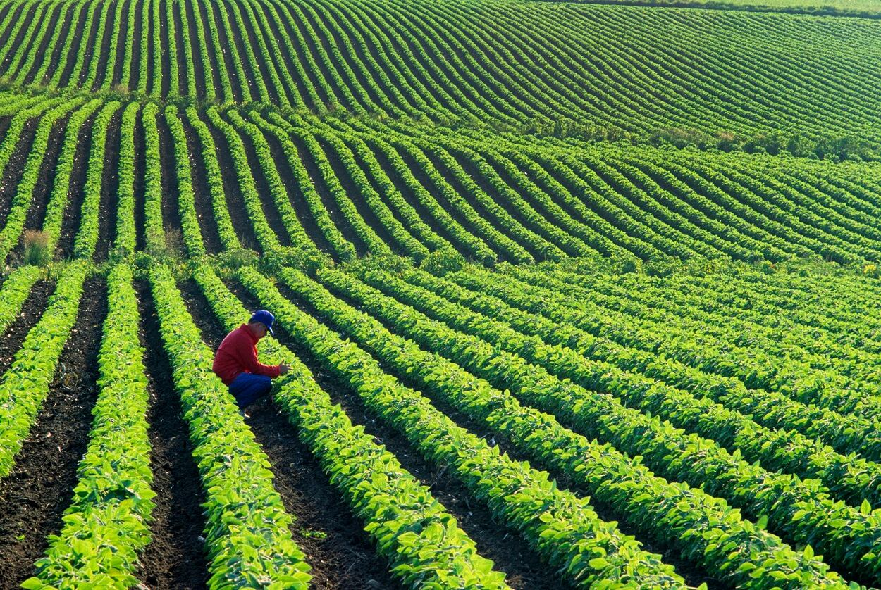 Corteva Agriscience cultivates consumer-centric and 'crops for purpose' market approach 