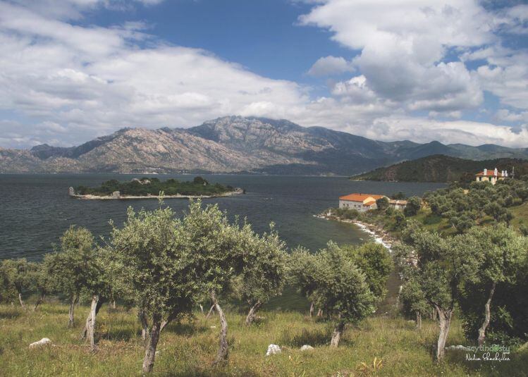Turkish-olive-trees.jpg