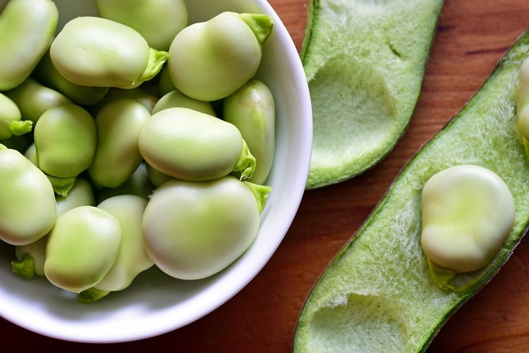 fava-Geo-grafika.jpg