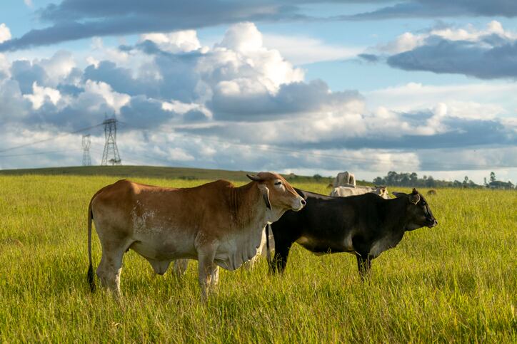 SPINS data shines light on why ‘consumers returned to real dairy in droves during the pandemic’