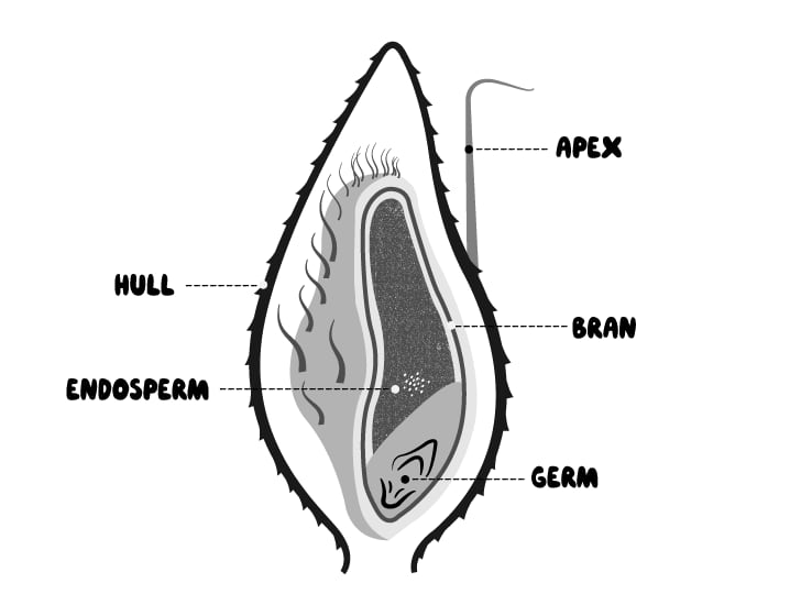 Oat-diagram-picture-Oatly.png