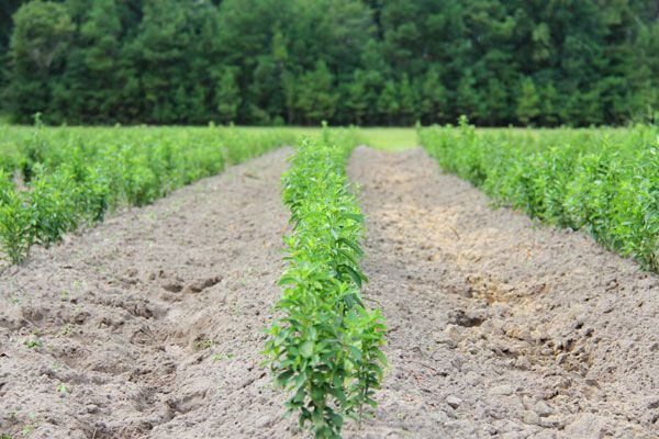 stevia_crops-Sweet-Green-Fields.jpg