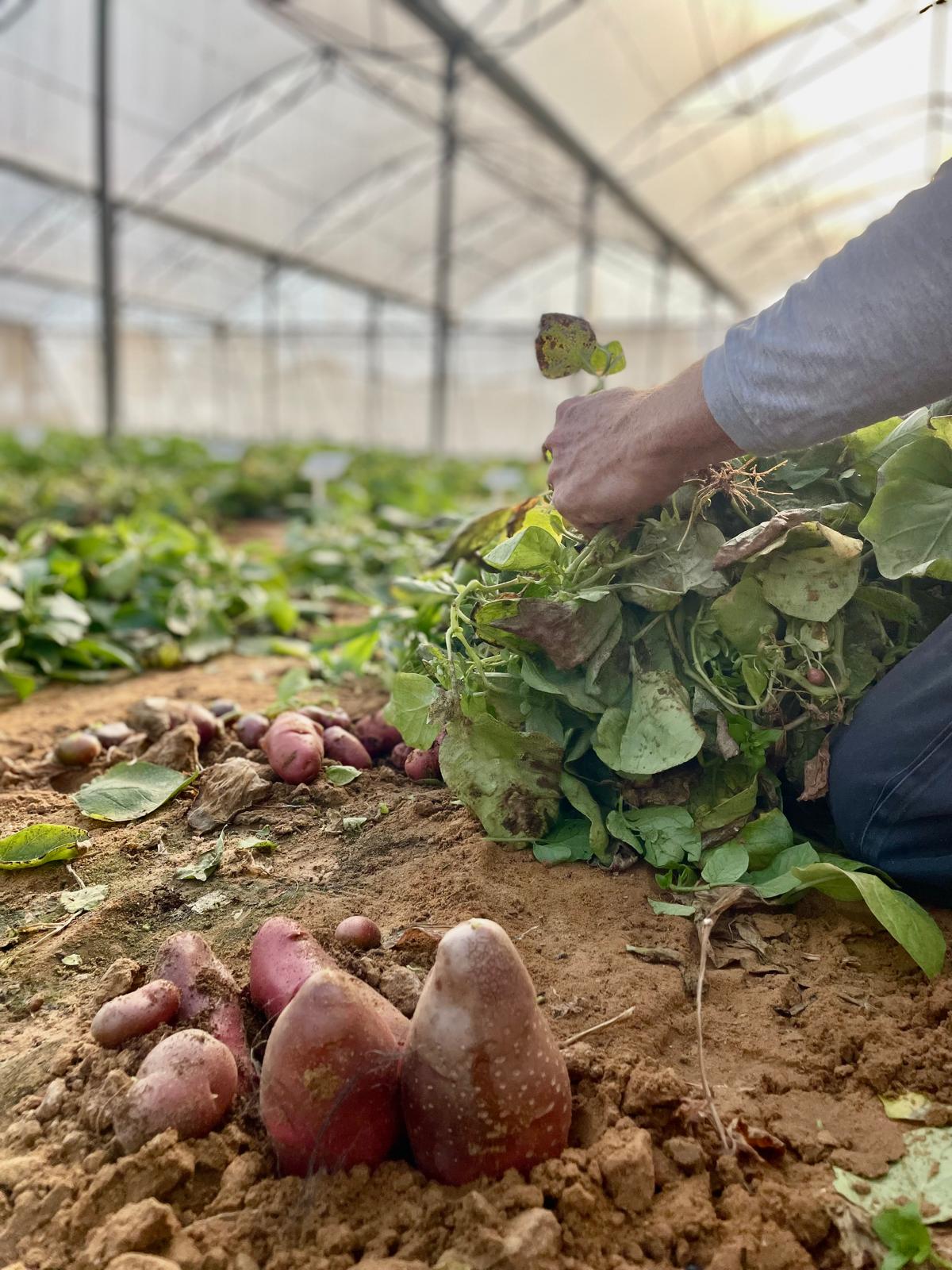 From tuber to egg replacements: The rising potential of potatoes