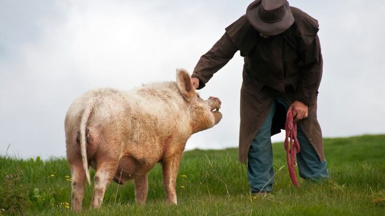 National Pork Board co-launches sustainability research program