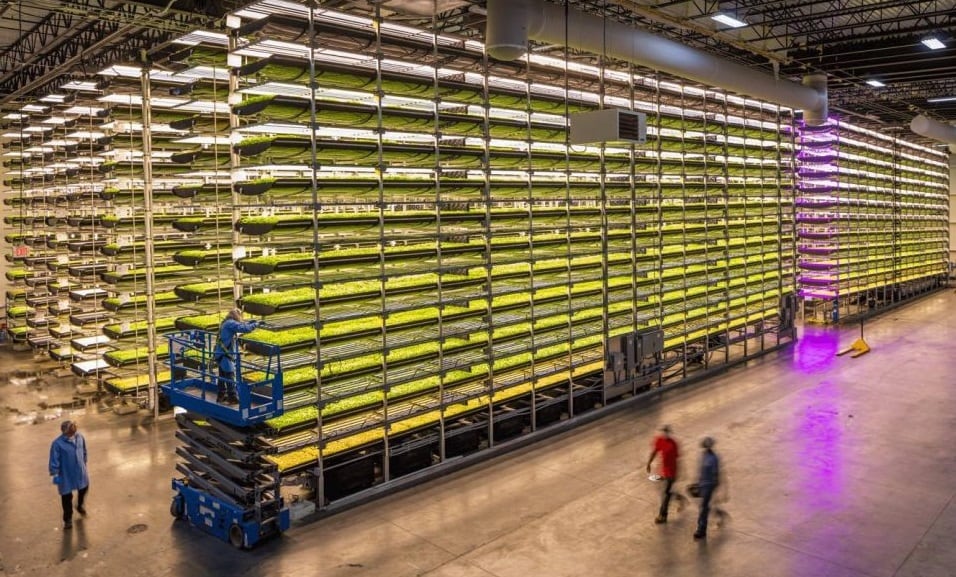 AeroFarms addresses environmental & sustainability concerns with aeroponic growing techniques