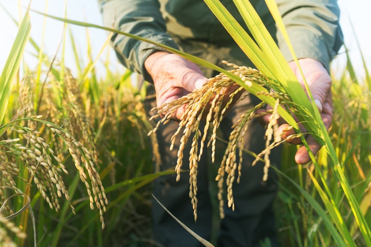 Genetically modified rice could be key to tackling food shortages caused by climate change: scientists