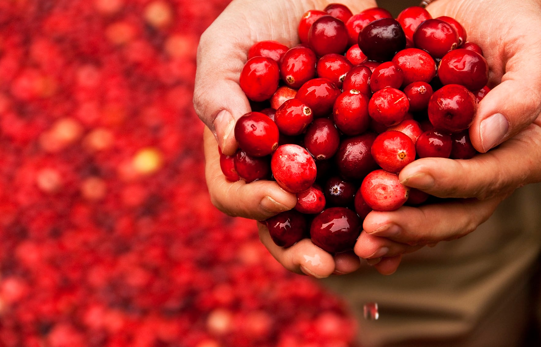 Ocean Spray-Canomiks partnership uses A.I. to explore cranberry's biological efficacy