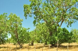 Quillaja-saponaria-Desert-King-International.jpg