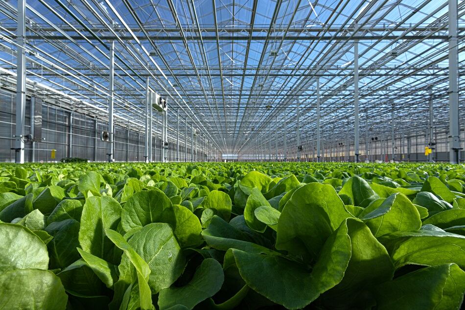 Revol Greens closes $68m funding round to become 'world's largest indoor lettuce producer'