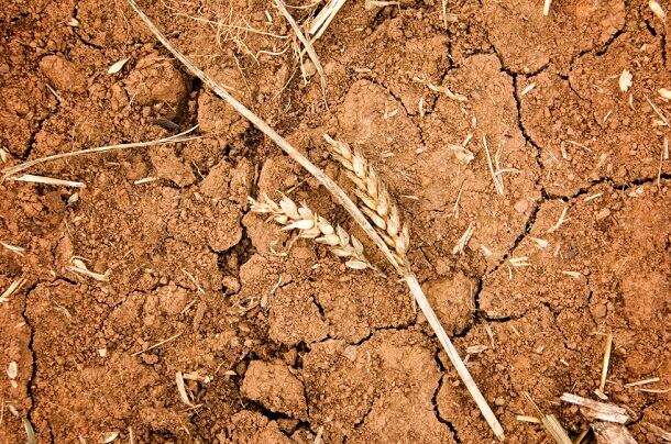 3 basic tenets of regenerative farming could improve soil health, food production and bottom lines