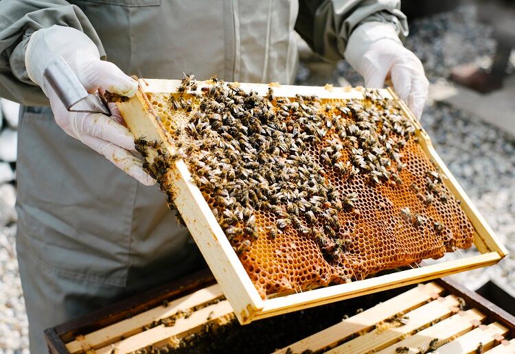 honeybees-Gary-Yeowell.jpg