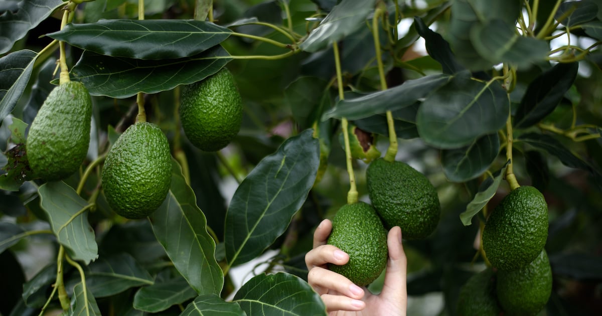 Mexican avocado industry to block some exports in anti-deforestation campaign