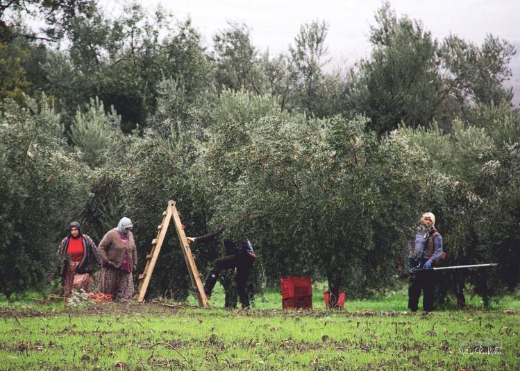 Turkish-olive-trees.jpg