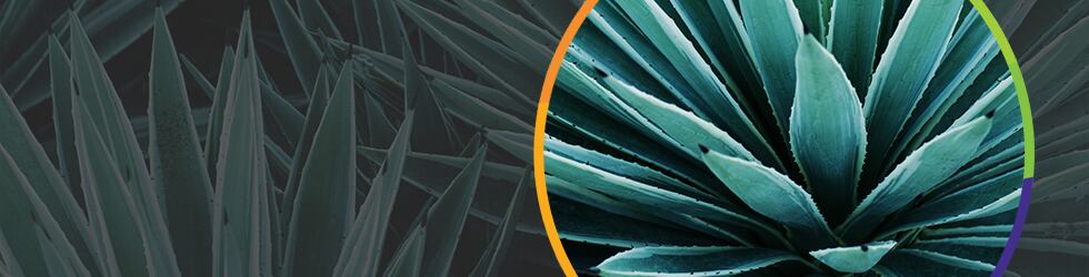 High-quality-certified-agave.jpg
