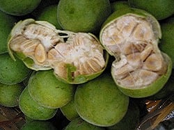 monk-fruit-flesh-biovittoria.jpg