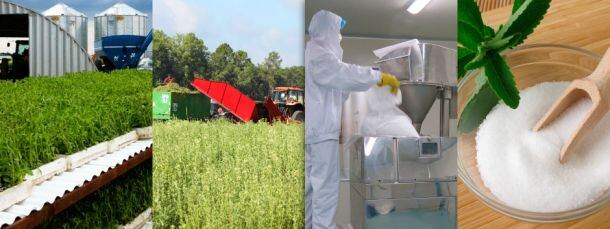 Sweet-Green-Fields-supply-chain-pic-credit-SGF.jpg