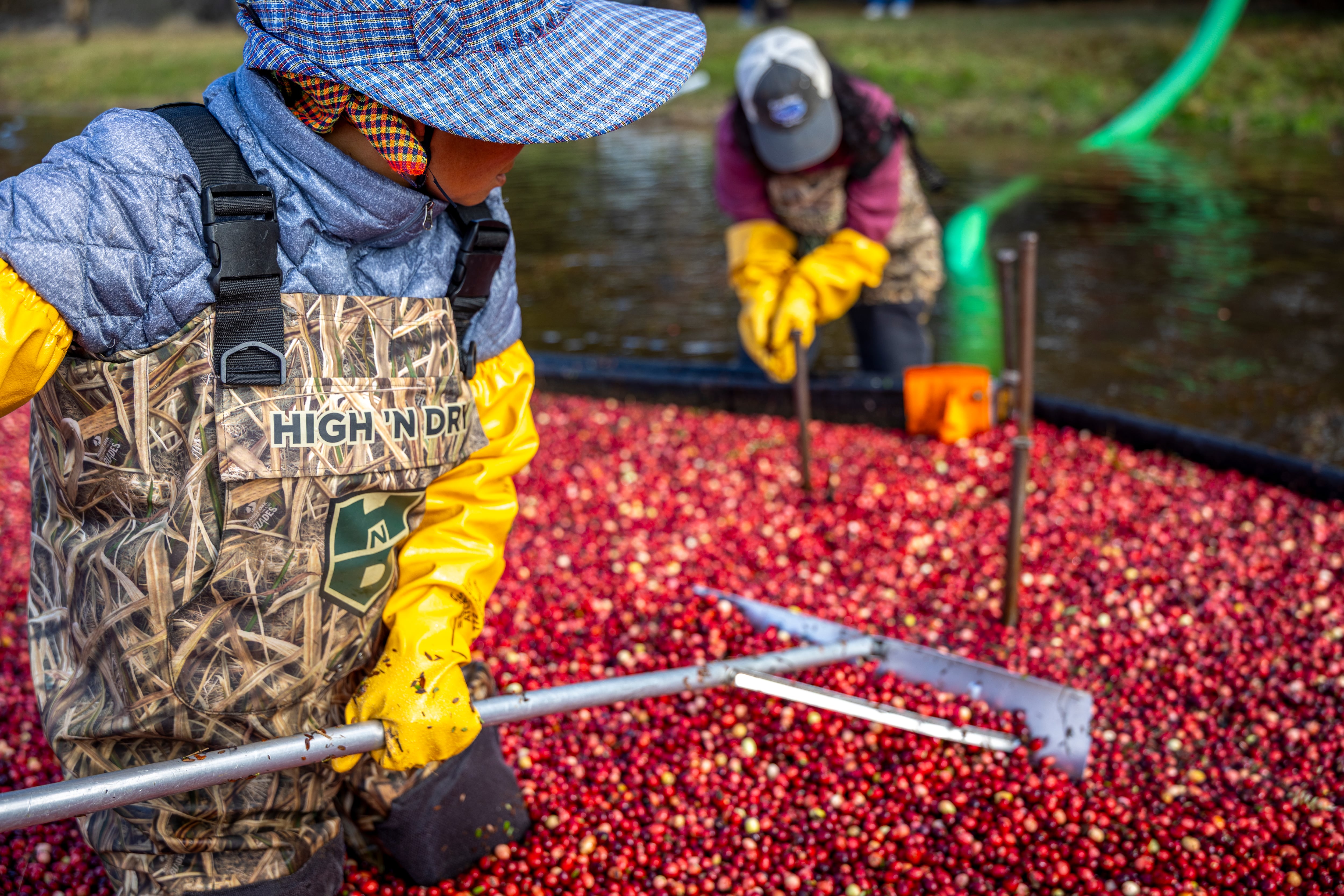 The USDA National Agricultural Statistic Service (NASS) estimated a 1.75 million-barrel crop for Massachusetts in 2025.