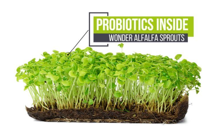 Wonder Veggies: Fruits and veggies with probiotics 