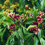 clove-leaves-507528104150.jpg