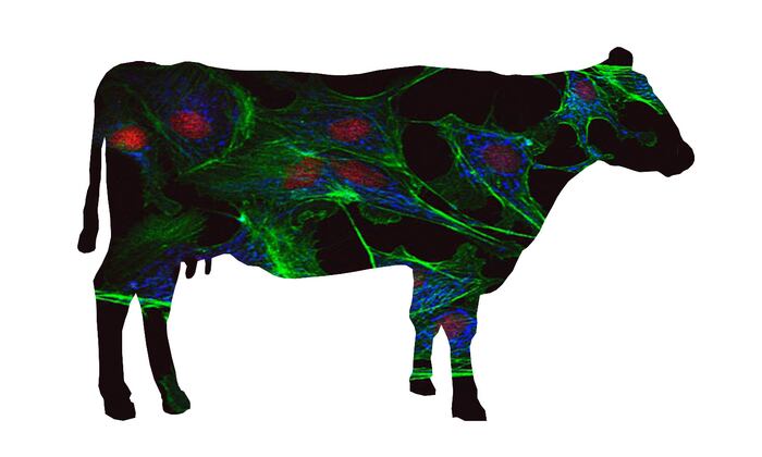 Tufts University establishes cellular agriculture consortium to pool together industry resources and knowledge